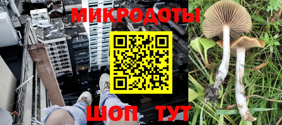 Галлюциногенные грибы Psilocybe Курганинск
